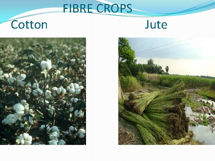 Cotton FIBRE CROPS Jute 