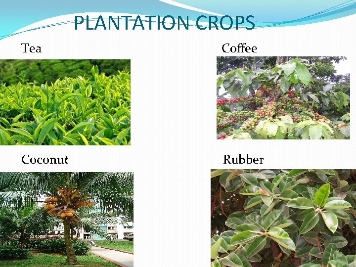 PLANTATION CROPS Tea Coffee Coconut Rubber 