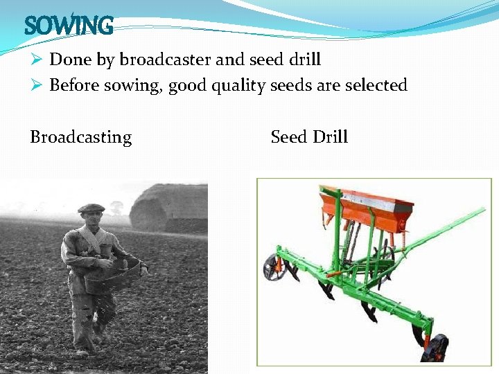 SOWING Ø Done by broadcaster and seed drill Ø Before sowing, good quality seeds