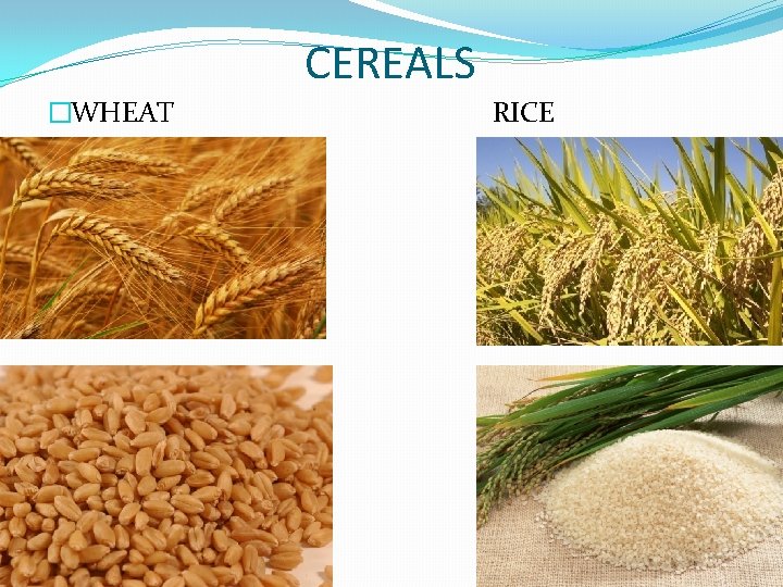 CEREALS �WHEAT RICE 