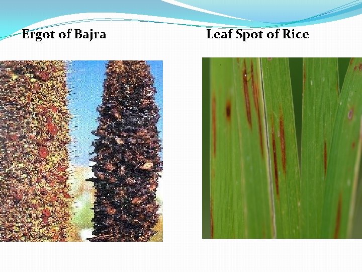 Ergot of Bajra Leaf Spot of Rice 