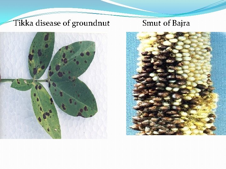 Tikka disease of groundnut Smut of Bajra 
