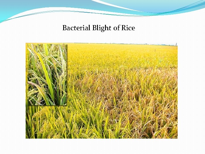 Bacterial Blight of Rice 