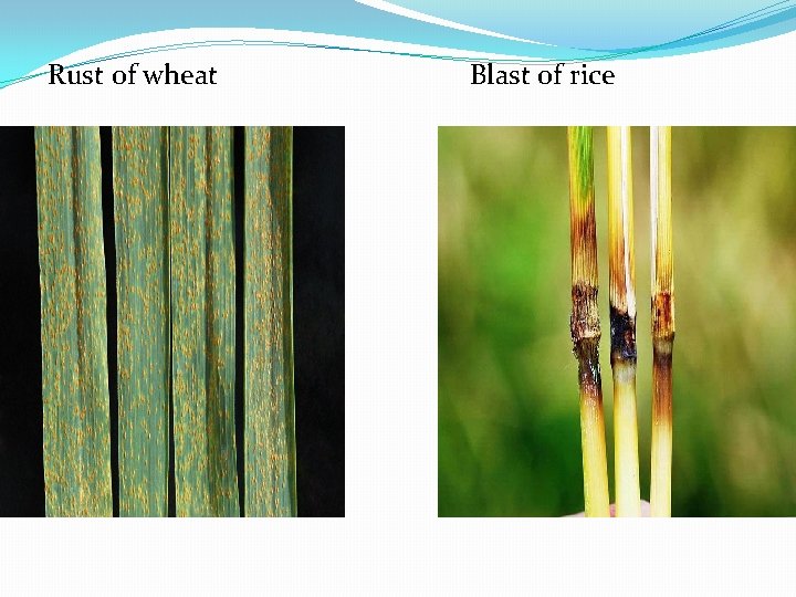 Rust of wheat Blast of rice 
