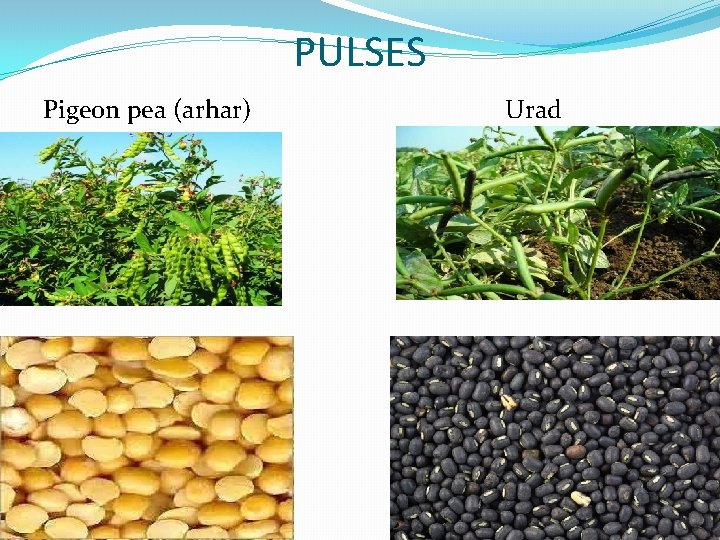 PULSES Pigeon pea (arhar) Urad 