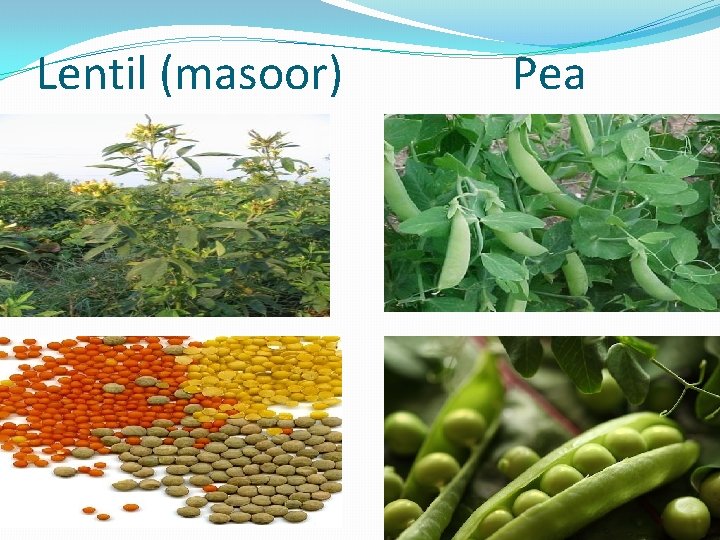 Lentil (masoor) Pea 