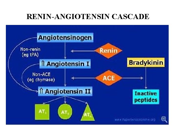 RENIN-ANGIOTENSIN CASCADE 