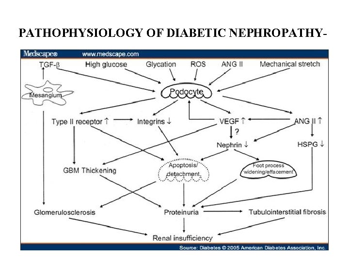 PATHOPHYSIOLOGY OF DIABETIC NEPHROPATHY- 