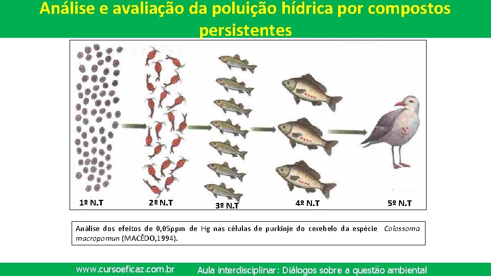 Análise e avaliação da poluição hídrica por compostos persistentes 1º N. T 2º N.