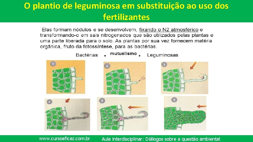 O plantio de leguminosa em substituição ao uso dos fertilizantes www. cursoeficaz. com. br