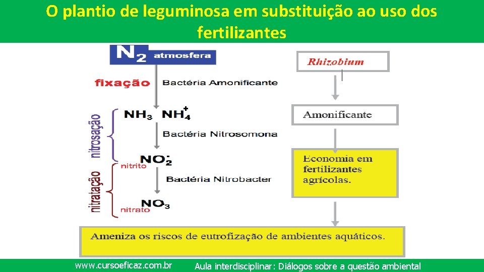 O plantio de leguminosa em substituição ao uso dos fertilizantes + - - www.