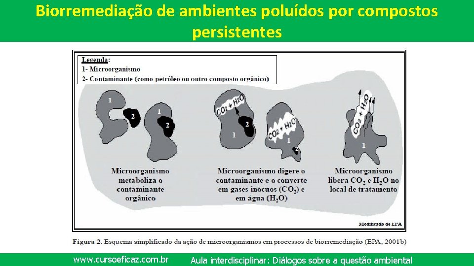 Biorremediação de ambientes poluídos por compostos persistentes www. cursoeficaz. com. br Aula interdisciplinar: Diálogos