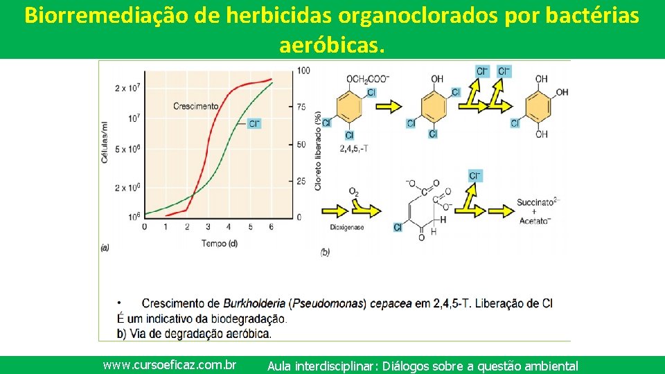 Biorremediação de herbicidas organoclorados por bactérias aeróbicas. www. cursoeficaz. com. br Aula interdisciplinar: Diálogos