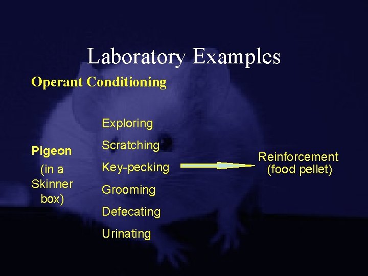 Laboratory Examples Operant Conditioning Exploring Pigeon (in a Skinner box) Scratching Key-pecking Grooming Defecating