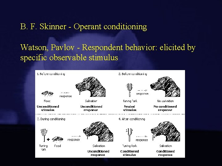 B. F. Skinner - Operant conditioning Watson, Pavlov - Respondent behavior: elicited by specific