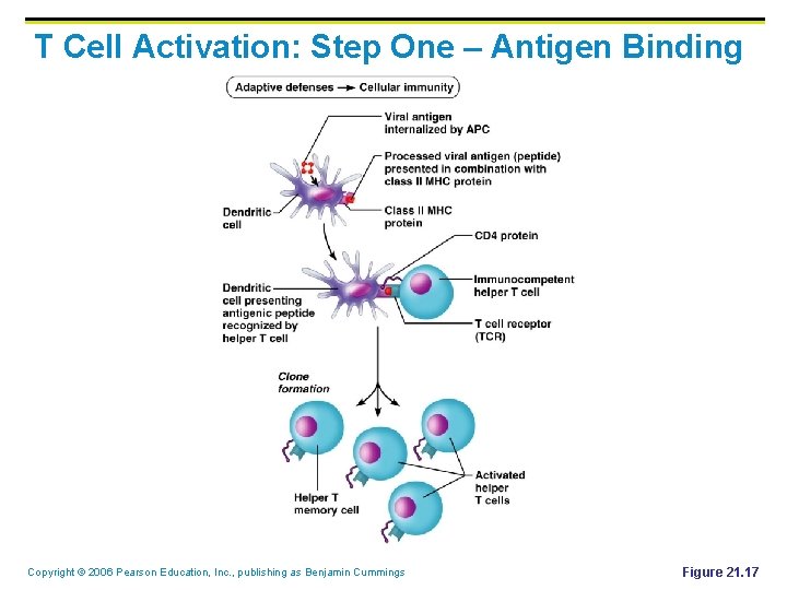 T Cell Activation: Step One – Antigen Binding Copyright © 2006 Pearson Education, Inc.