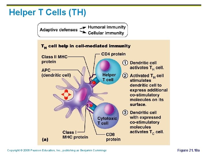 Helper T Cells (TH) Copyright © 2006 Pearson Education, Inc. , publishing as Benjamin