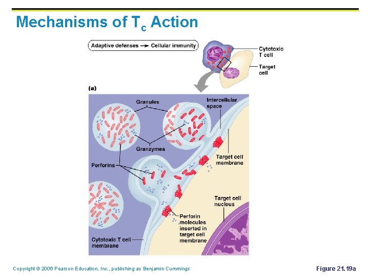 Mechanisms of Tc Action Copyright © 2006 Pearson Education, Inc. , publishing as Benjamin