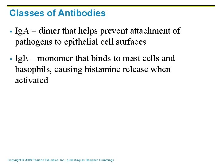 Classes of Antibodies § § Ig. A – dimer that helps prevent attachment of