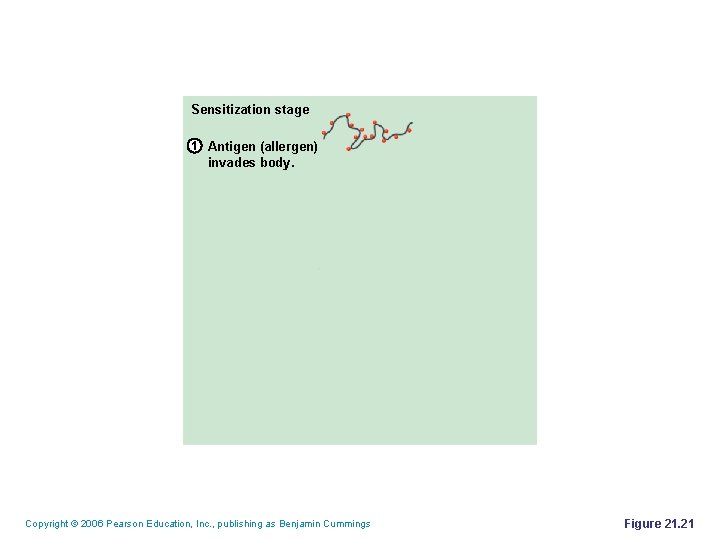 Sensitization stage 1 Antigen (allergen) invades body. Copyright © 2006 Pearson Education, Inc. ,