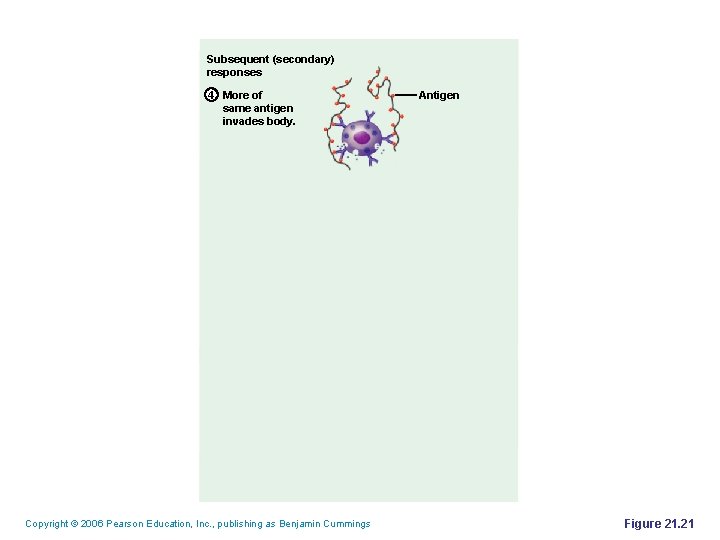 Subsequent (secondary) responses 4 More of same antigen invades body. Copyright © 2006 Pearson