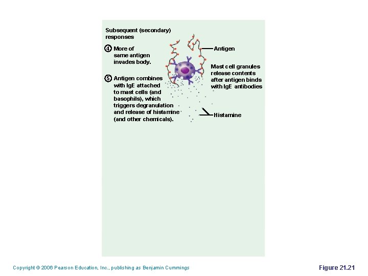 Subsequent (secondary) responses 4 More of same antigen invades body. 5 Antigen combines with