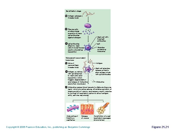 Sensitization stage 1 Antigen (allergen) invades body. 2 Plasma cells produce large amounts of