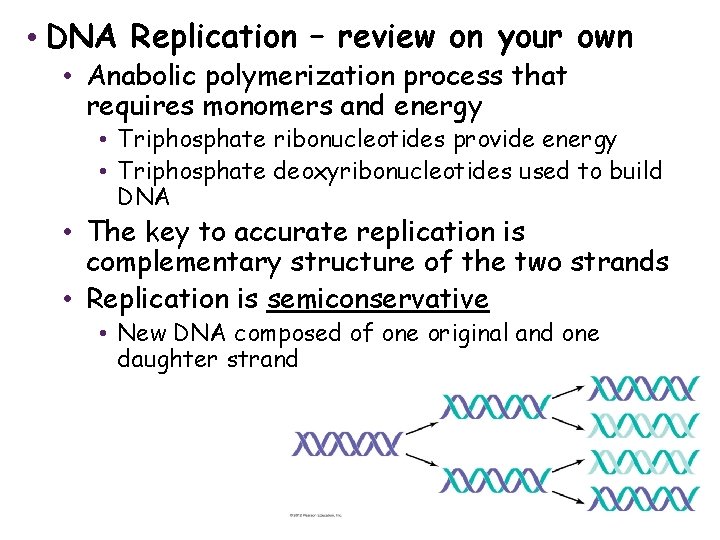  • DNA Replication – review on your own • Anabolic polymerization process that