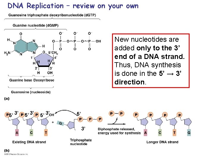 DNA Replication – review on your own New nucleotides are added only to the