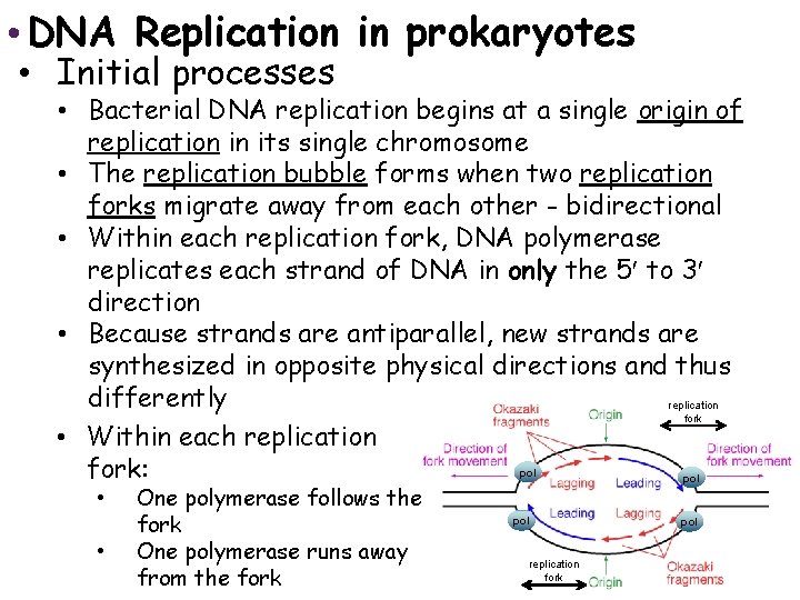 Structure and Replication of Genomes • The DNA Replication in prokaryotes • Initial processes