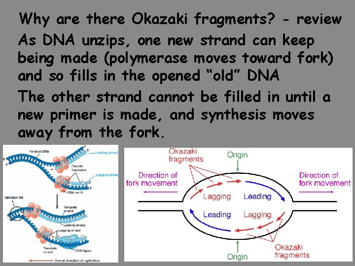 Why are there Okazaki fragments? - review As DNA unzips, one new strand can