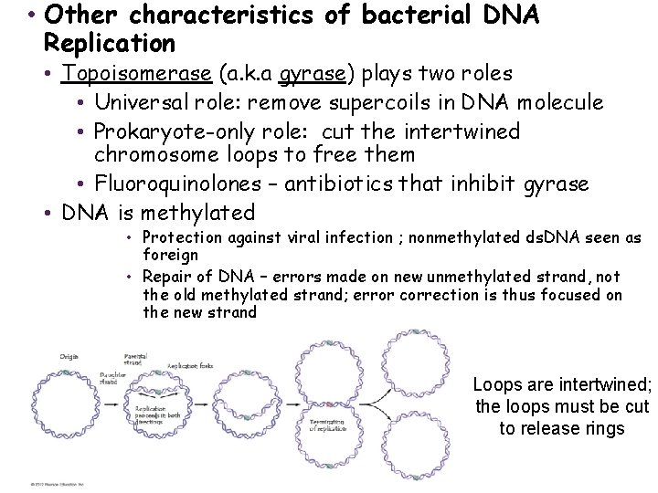  • Other characteristics of bacterial DNA Replication • Topoisomerase (a. k. a gyrase)