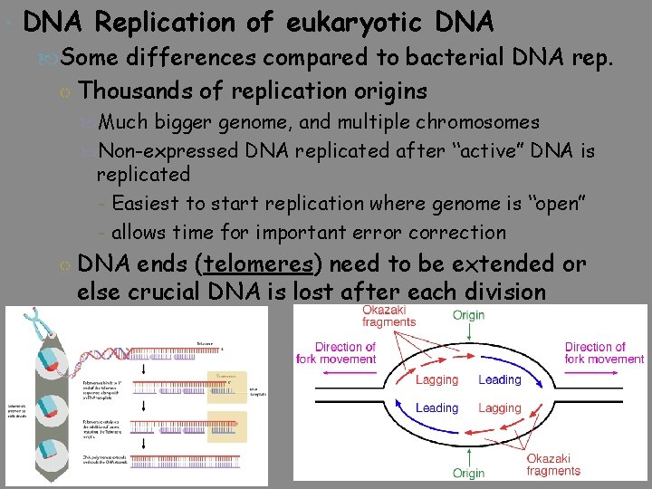  DNA Replication of eukaryotic DNA Some differences compared to bacterial DNA rep. ○