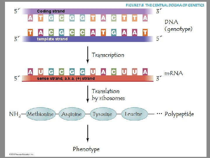 Coding strand template strand sense strand, a. k. a. (+) strand 