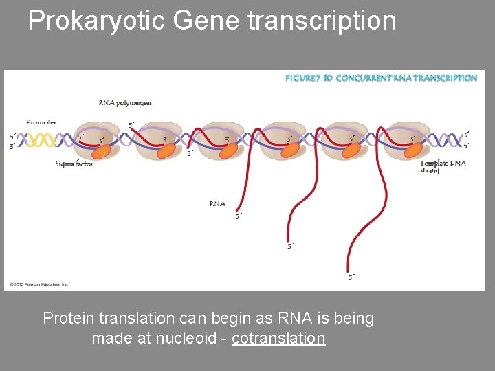Prokaryotic Gene transcription Protein translation can begin as RNA is being made at nucleoid