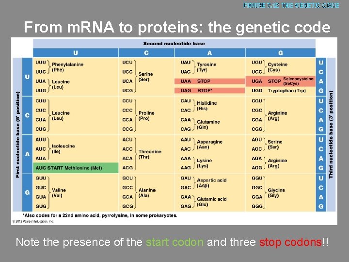 FIGURE 7. 12 THE GENETIC CODE From m. RNA to proteins: the genetic code