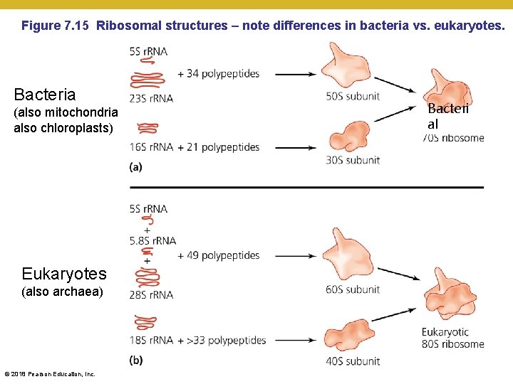 Figure 7. 15 Ribosomal structures – note differences in bacteria vs. eukaryotes. Bacteria (also