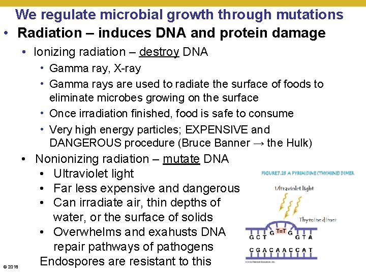 We regulate microbial growth through mutations • Radiation – induces DNA and protein damage