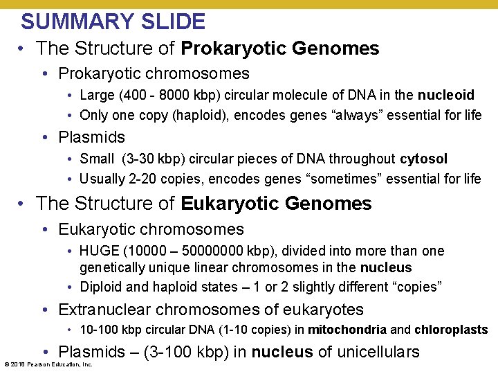 SUMMARY SLIDE • The Structure of Prokaryotic Genomes • Prokaryotic chromosomes • Large (400