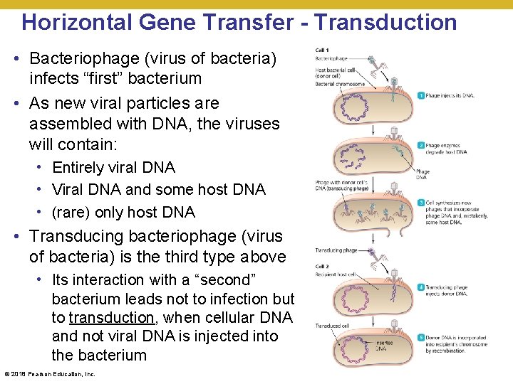 Horizontal Gene Transfer - Transduction • Bacteriophage (virus of bacteria) infects “first” bacterium •