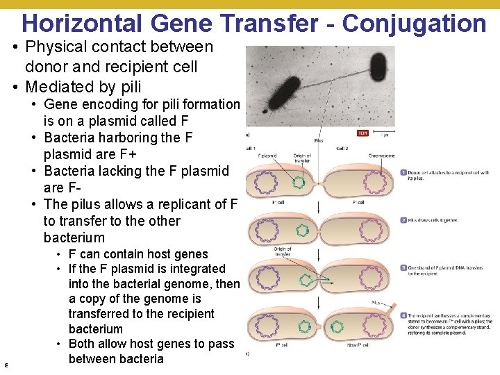 Horizontal Gene Transfer - Conjugation • Physical contact between donor and recipient cell •