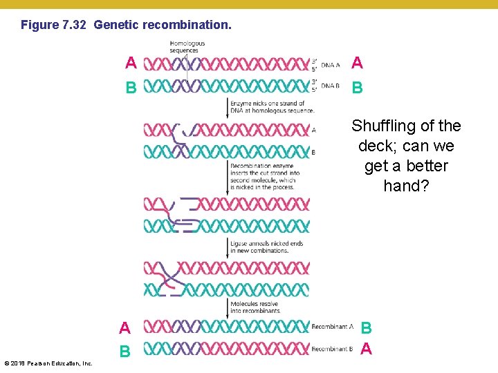 Figure 7. 32 Genetic recombination. A B Shuffling of the deck; can we get
