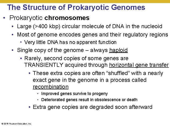 The Structure of Prokaryotic Genomes • Prokaryotic chromosomes • Large (>400 kbp) circular molecule