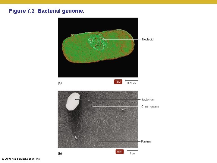 Figure 7. 2 Bacterial genome. © 2018 Pearson Education, Inc. 