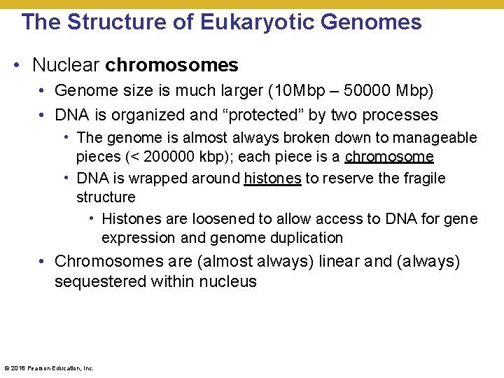 The Structure of Eukaryotic Genomes • Nuclear chromosomes • Genome size is much larger