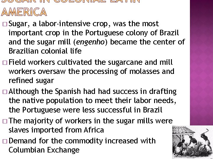 � Sugar, a labor-intensive crop, was the most important crop in the Portuguese colony