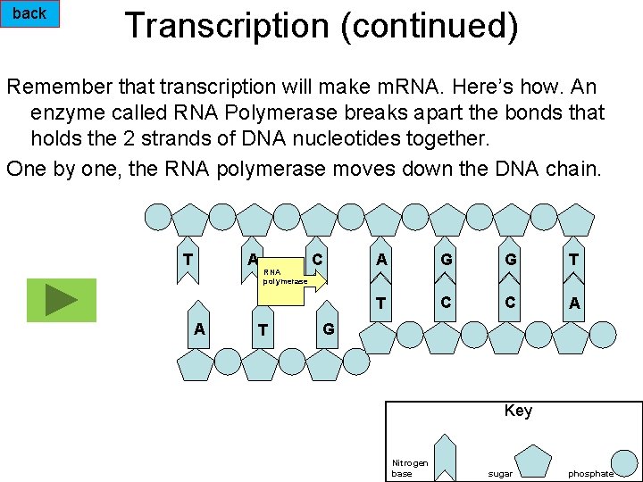 back Transcription (continued) Remember that transcription will make m. RNA. Here’s how. An enzyme