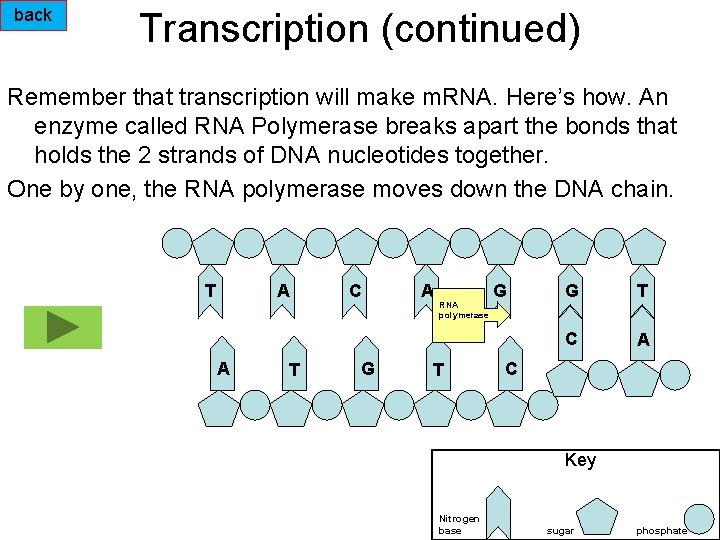back Transcription (continued) Remember that transcription will make m. RNA. Here’s how. An enzyme