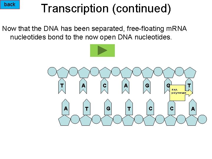 back Transcription (continued) Now that the DNA has been separated, free-floating m. RNA nucleotides