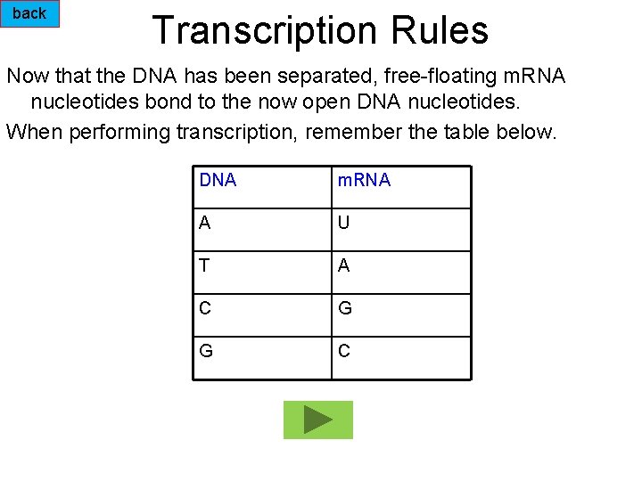 back Transcription Rules Now that the DNA has been separated, free-floating m. RNA nucleotides